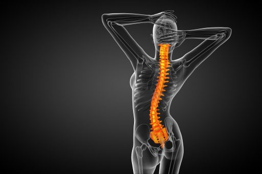 3d render medical illustration of the human spine - back view